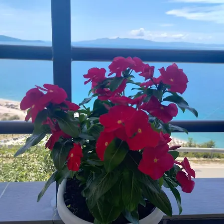 Rafa's